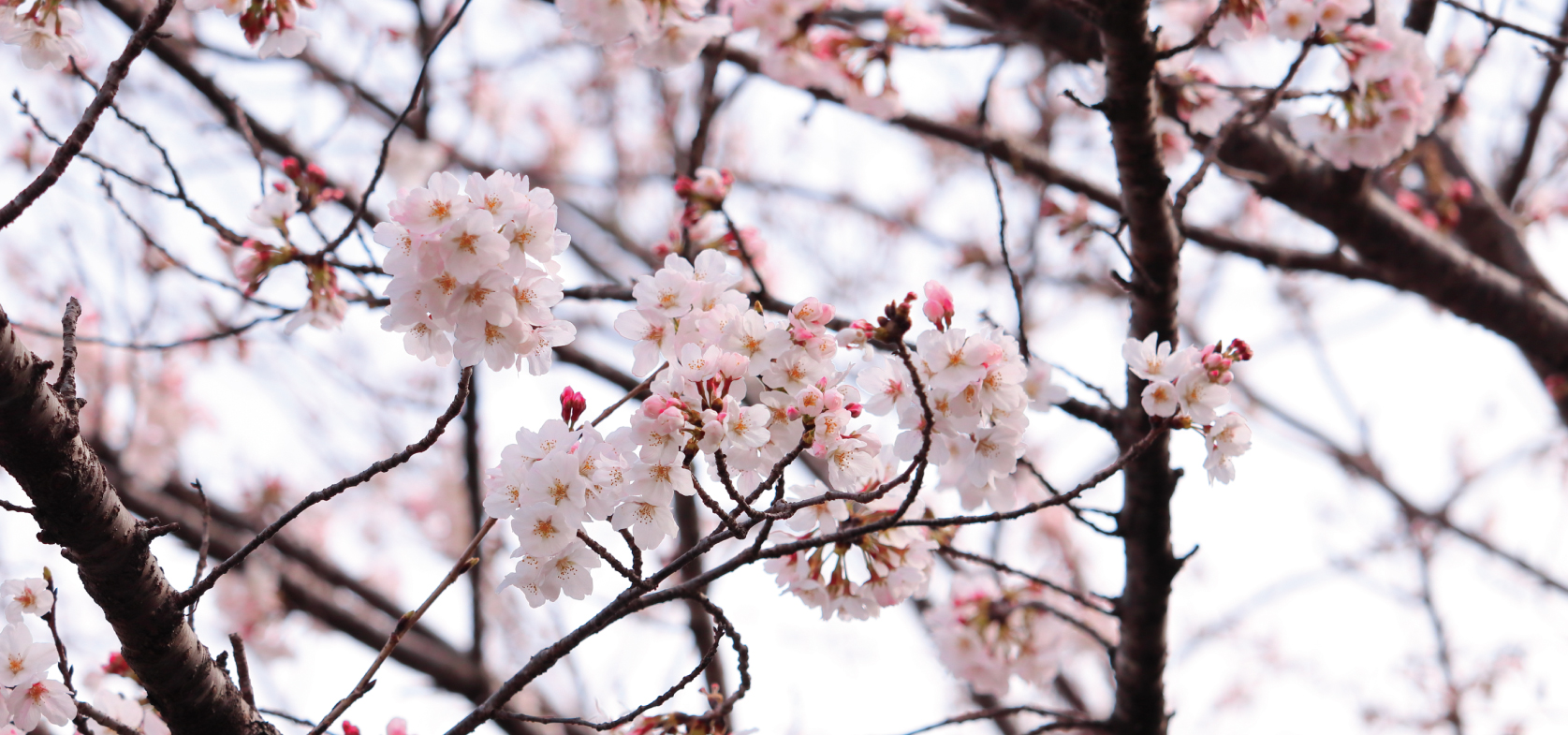 桜2022